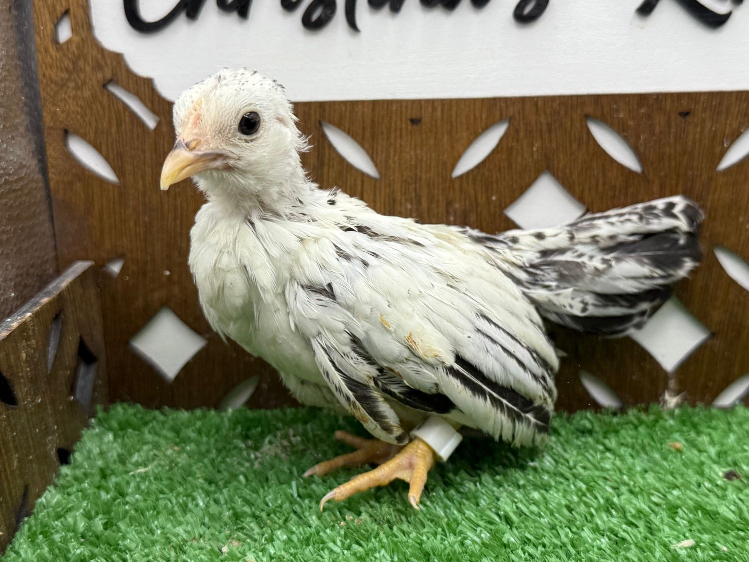 Possible Pullet