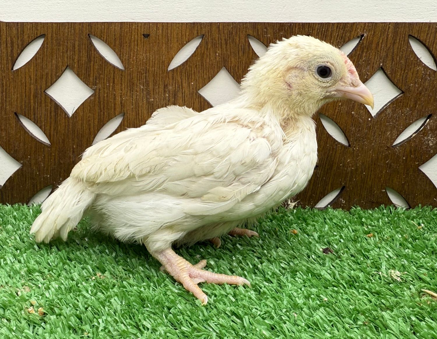 Possible Cockerel