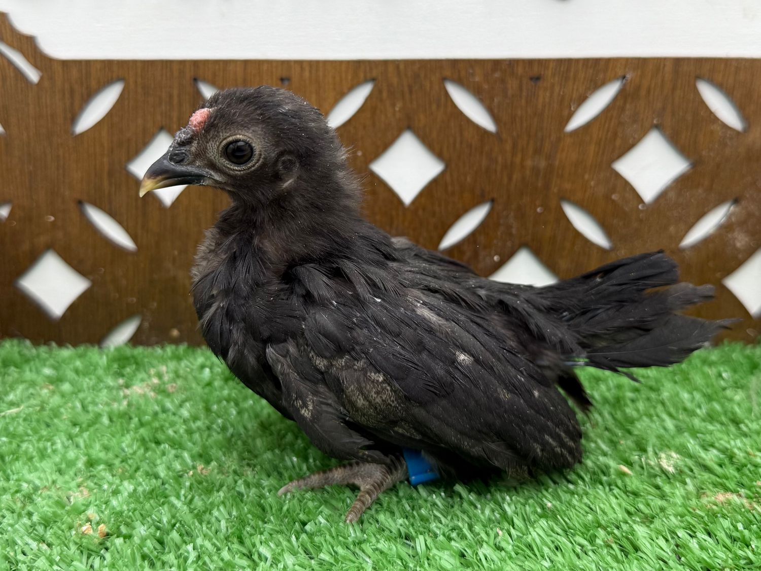 Possible Cockerel