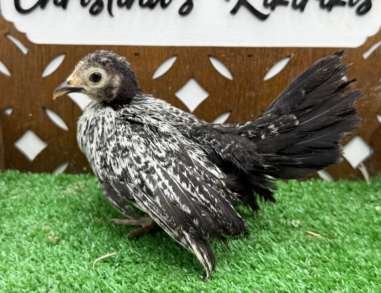 Possible Pullet