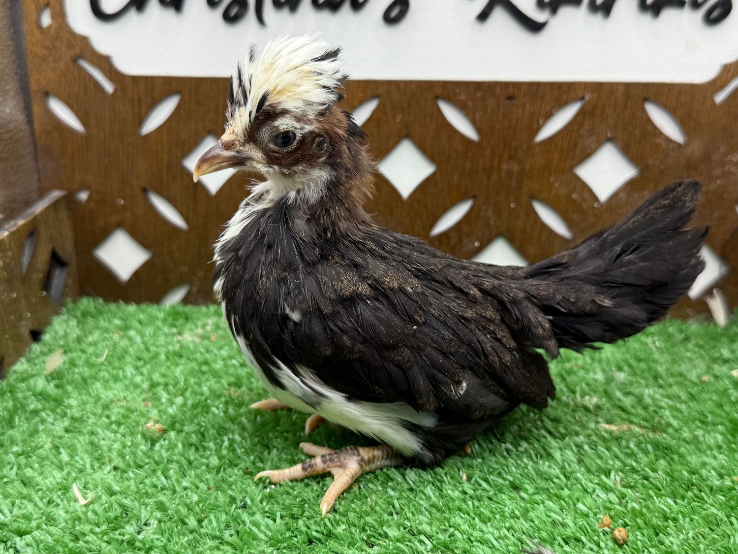 Possible Pullet