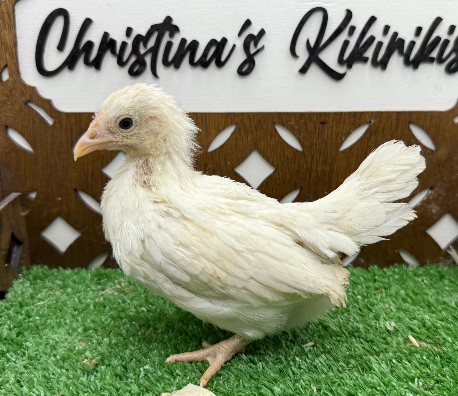 Possible Pullet