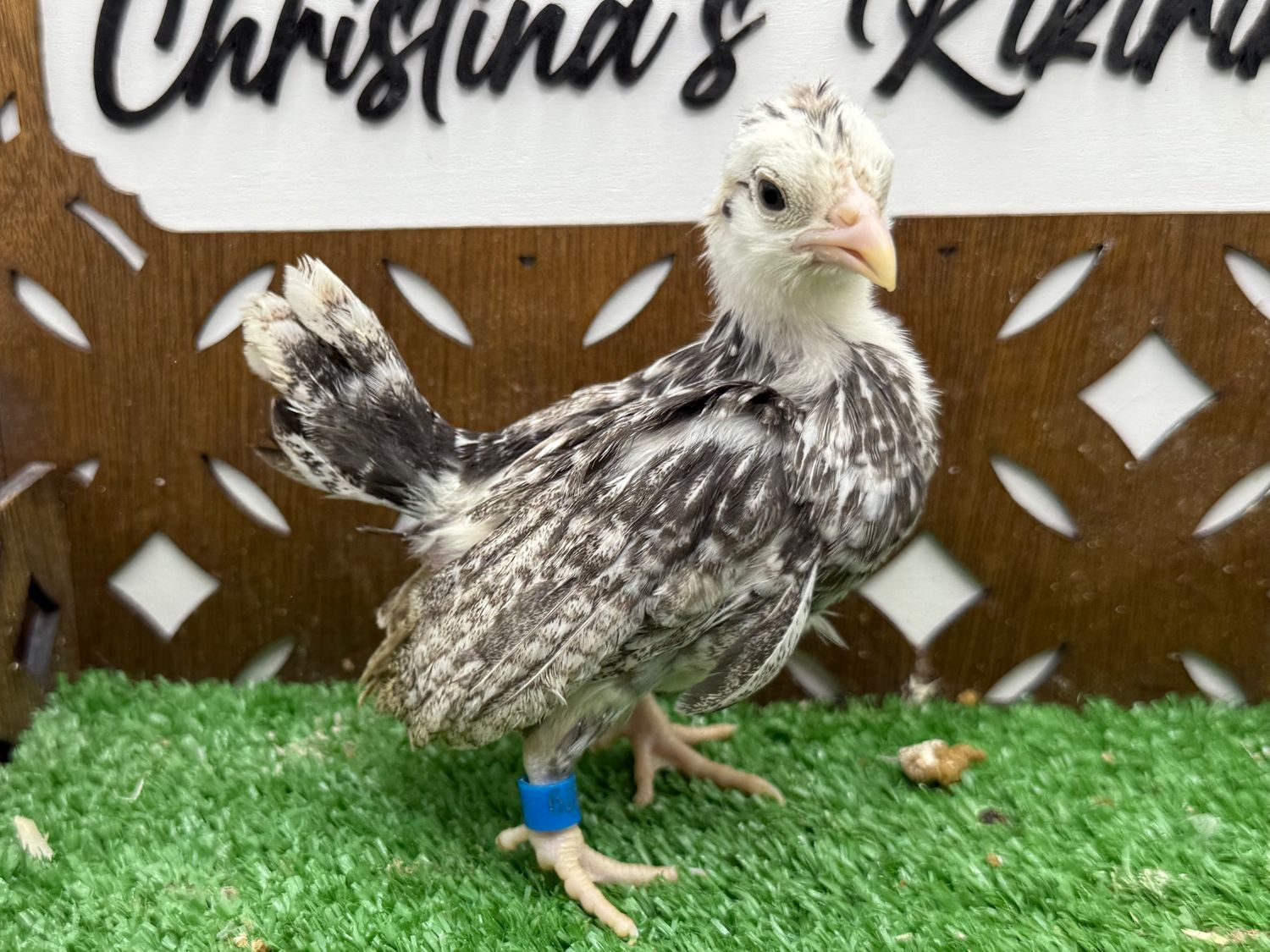 Possible Pullet