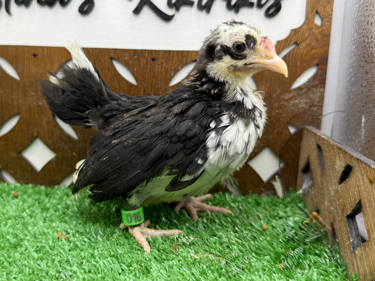 Possible Cockerel