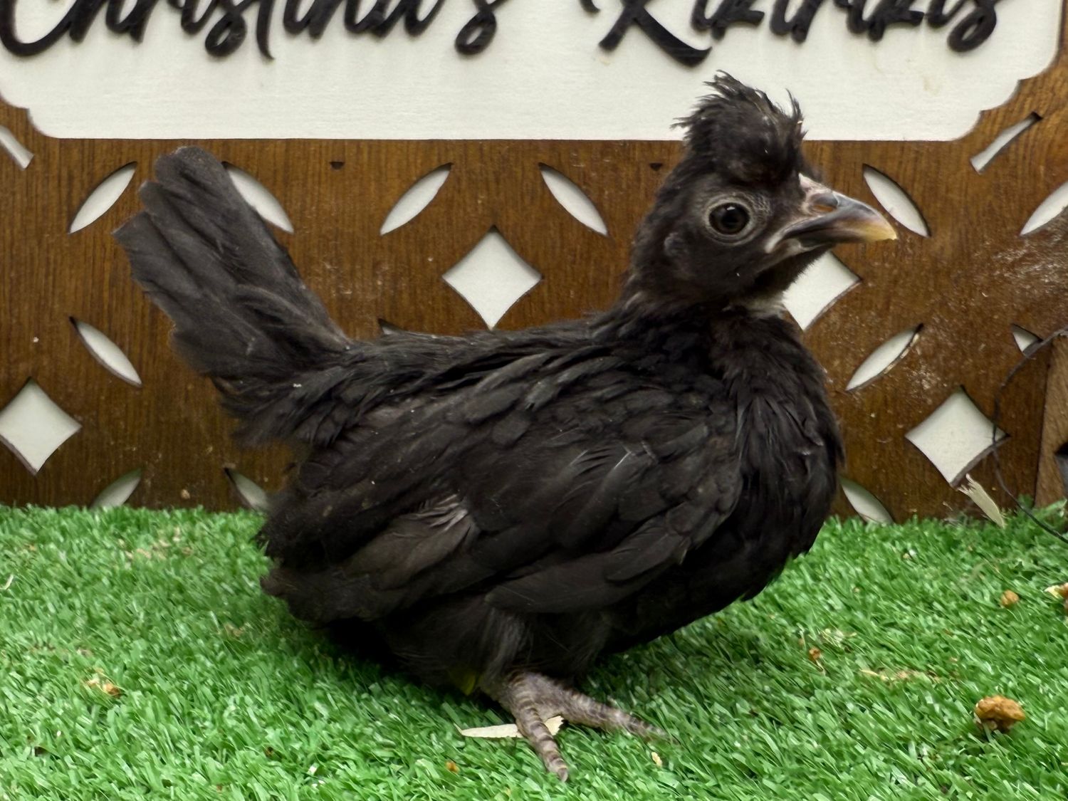 Possible Pullet