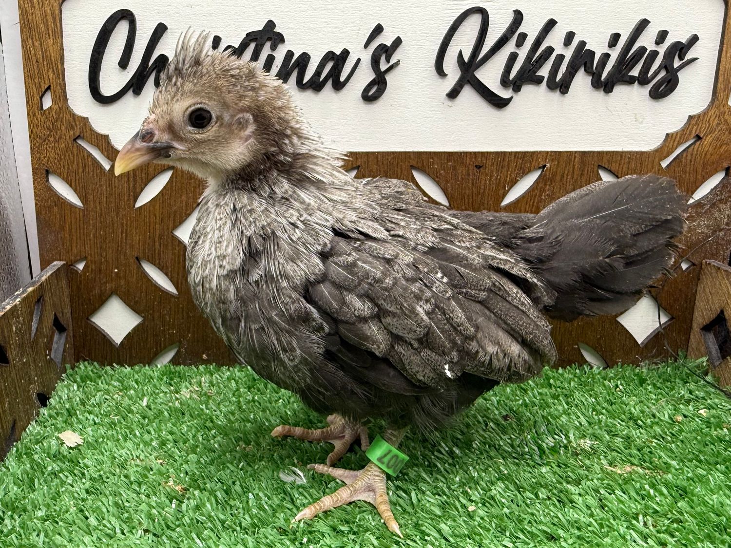 Possible Pullet