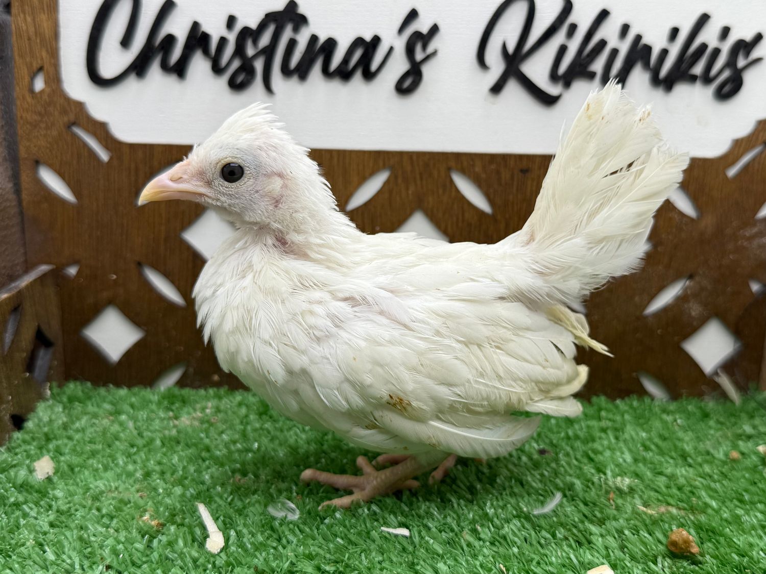 Possible Pullet