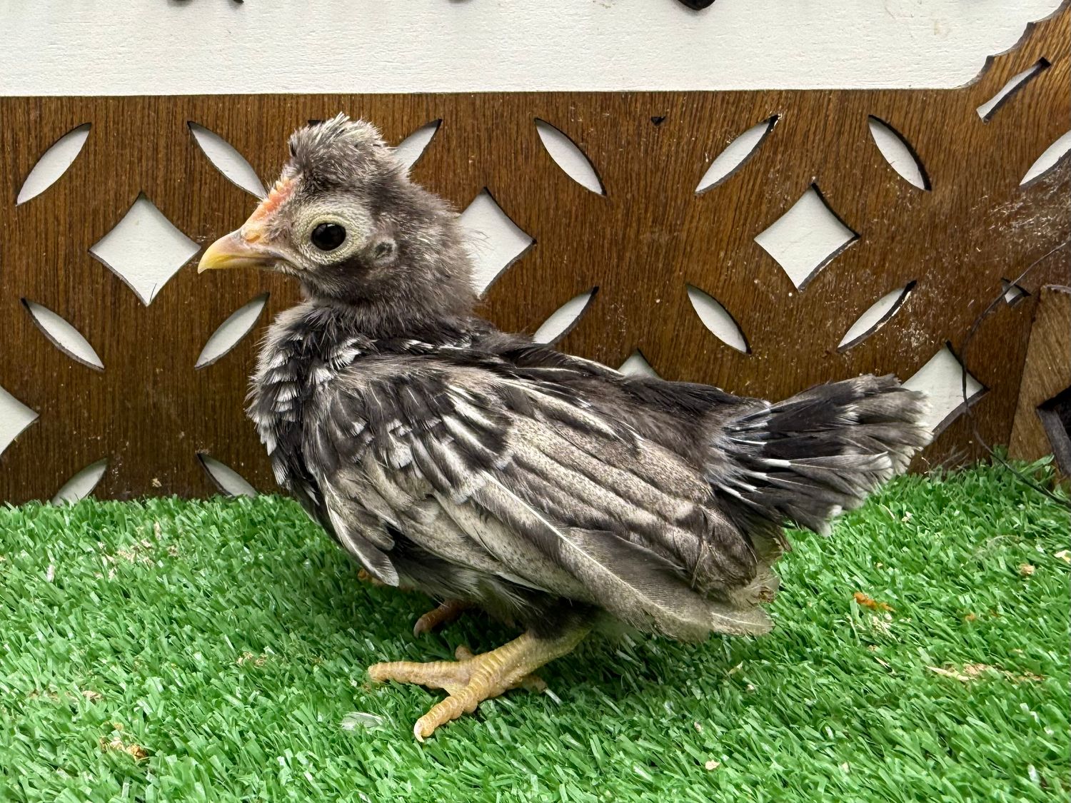 Cockerel