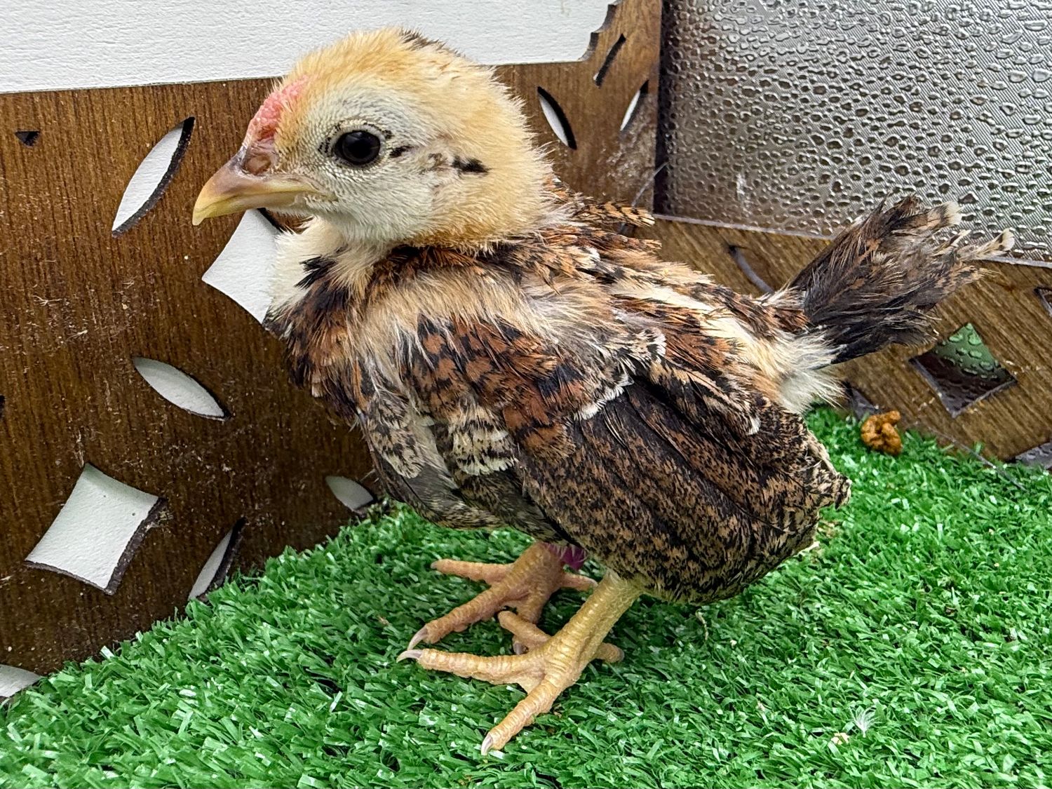 Cockerel