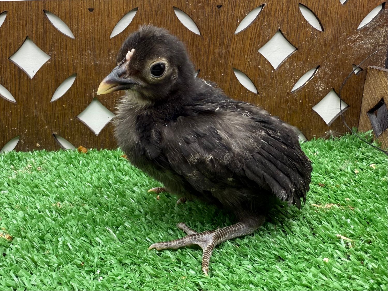 Possible Pullet