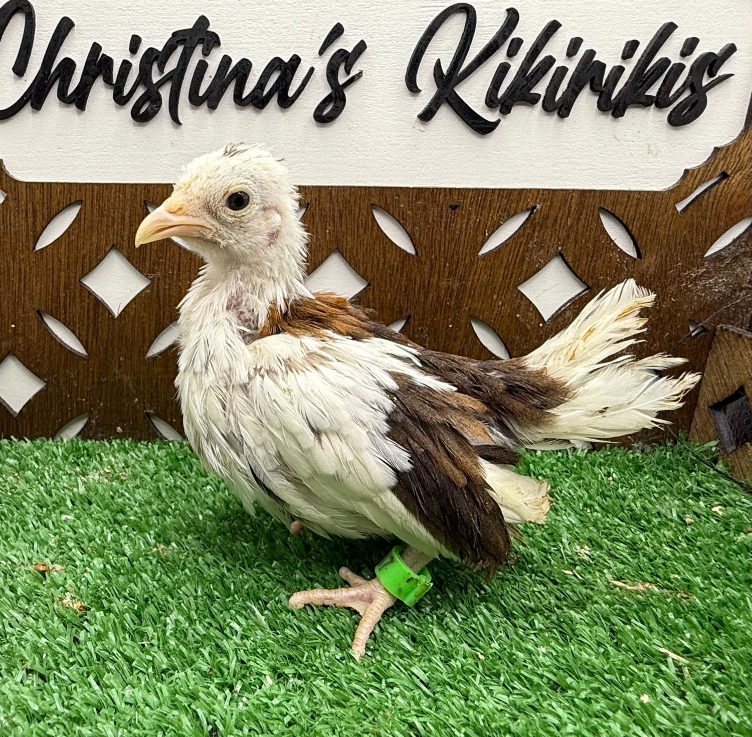Possible Pullet