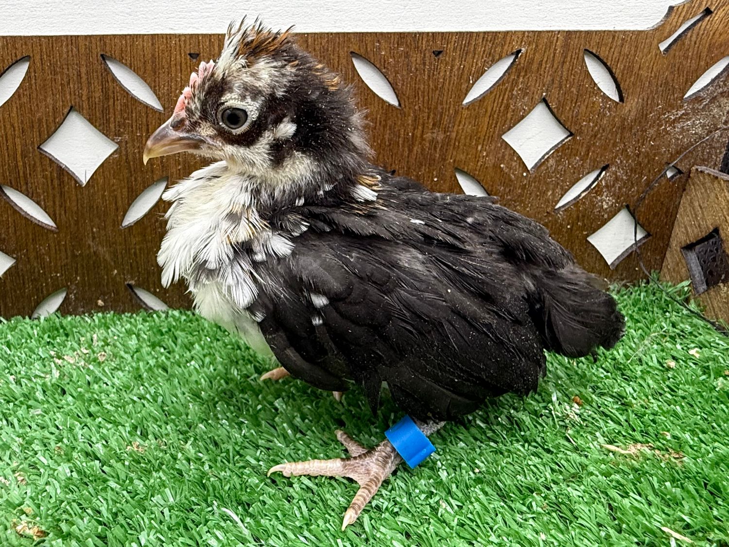 Possible Cockerel