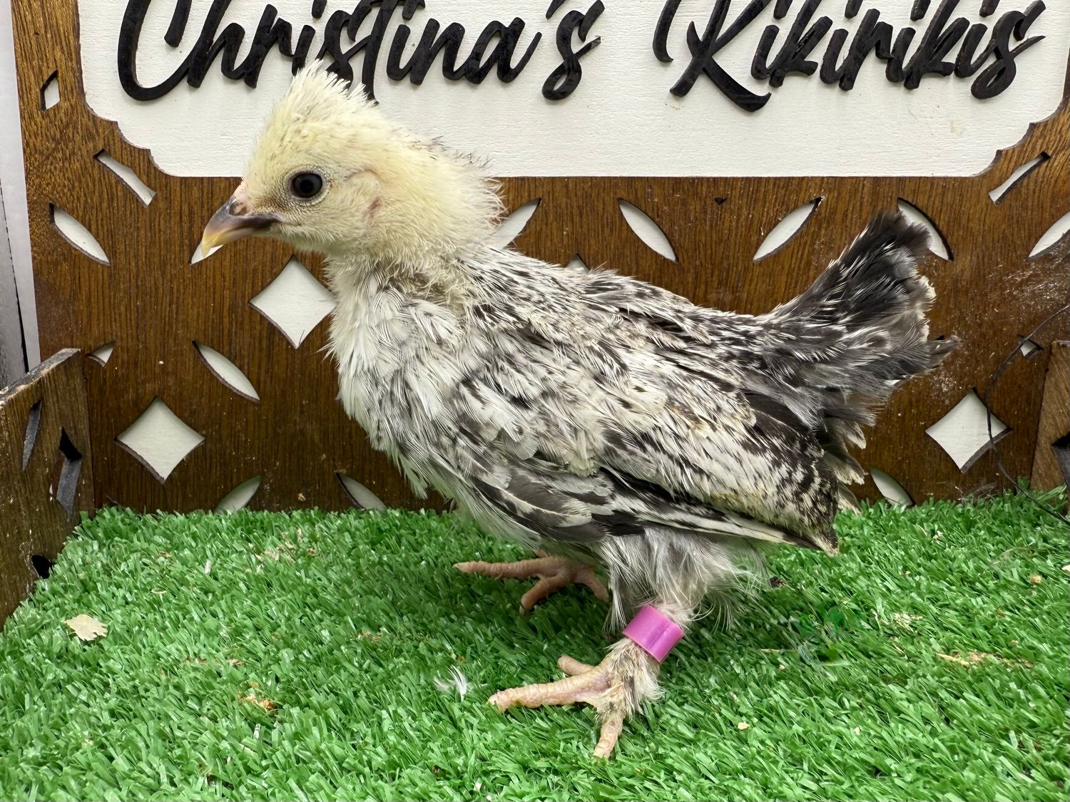 Possible Pullet