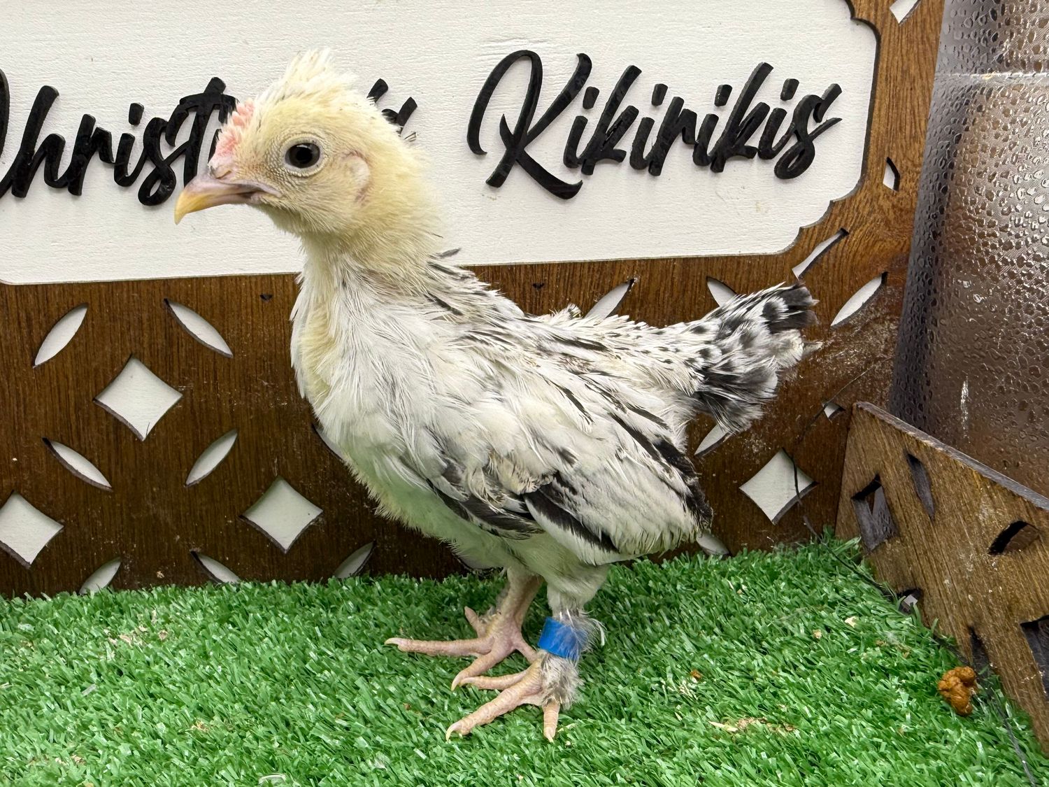 Possible Cockerel
