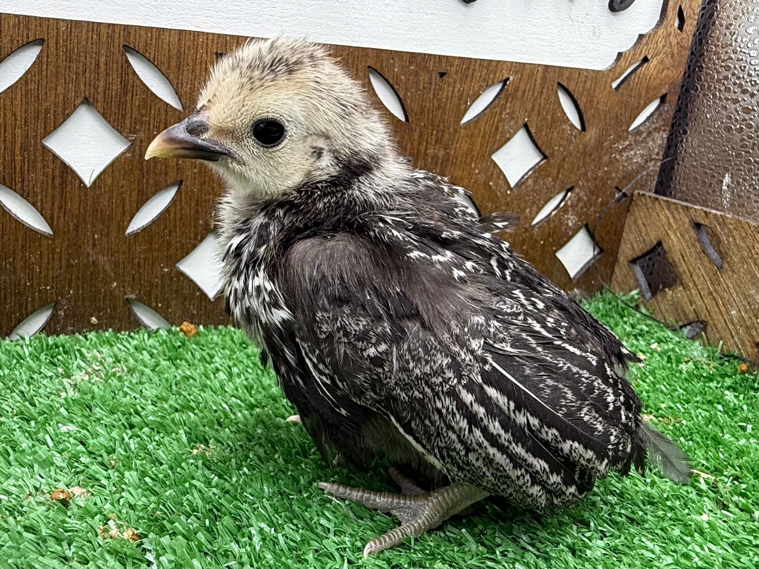 Possible Pullet