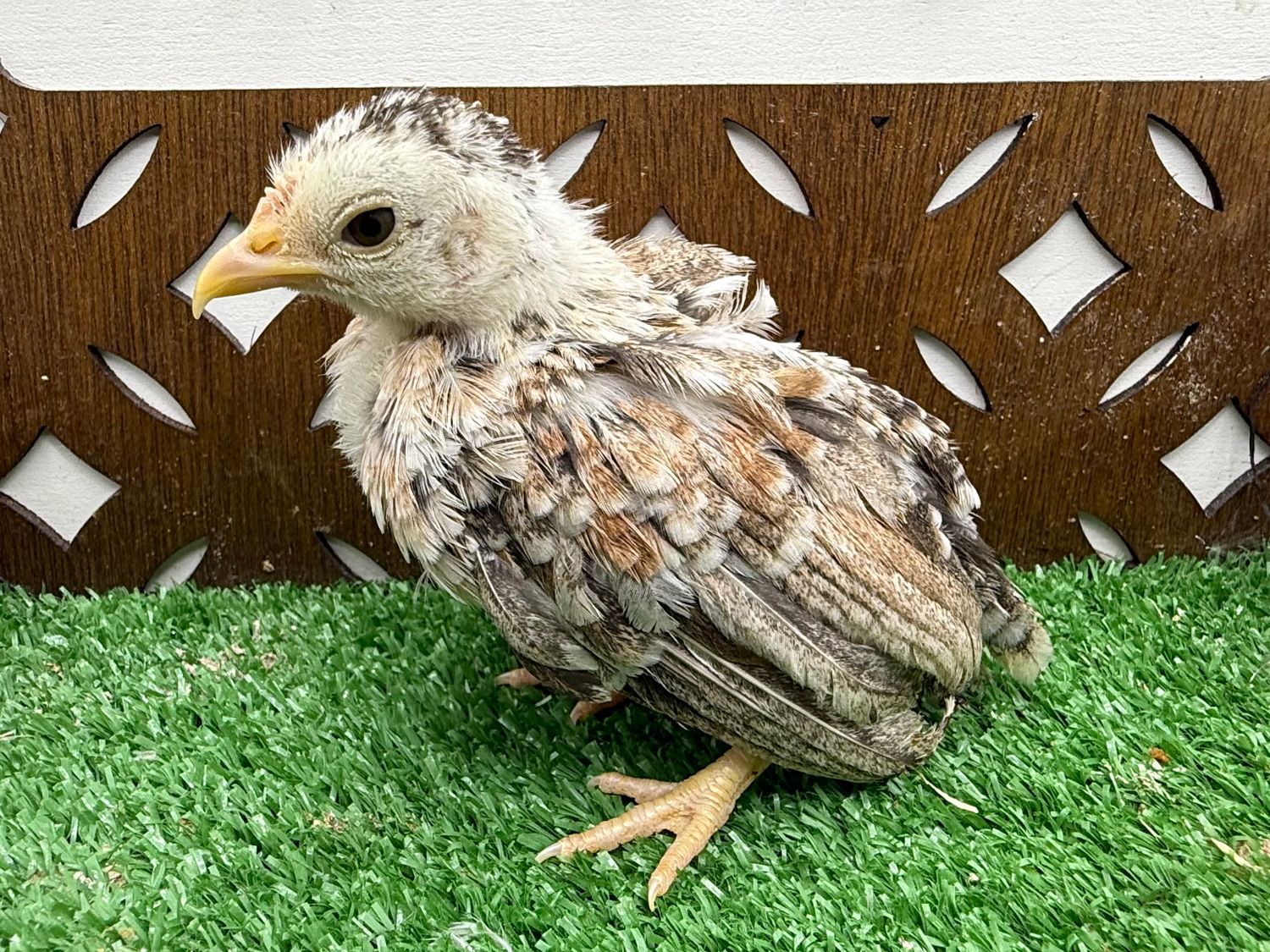 Possible Pullet