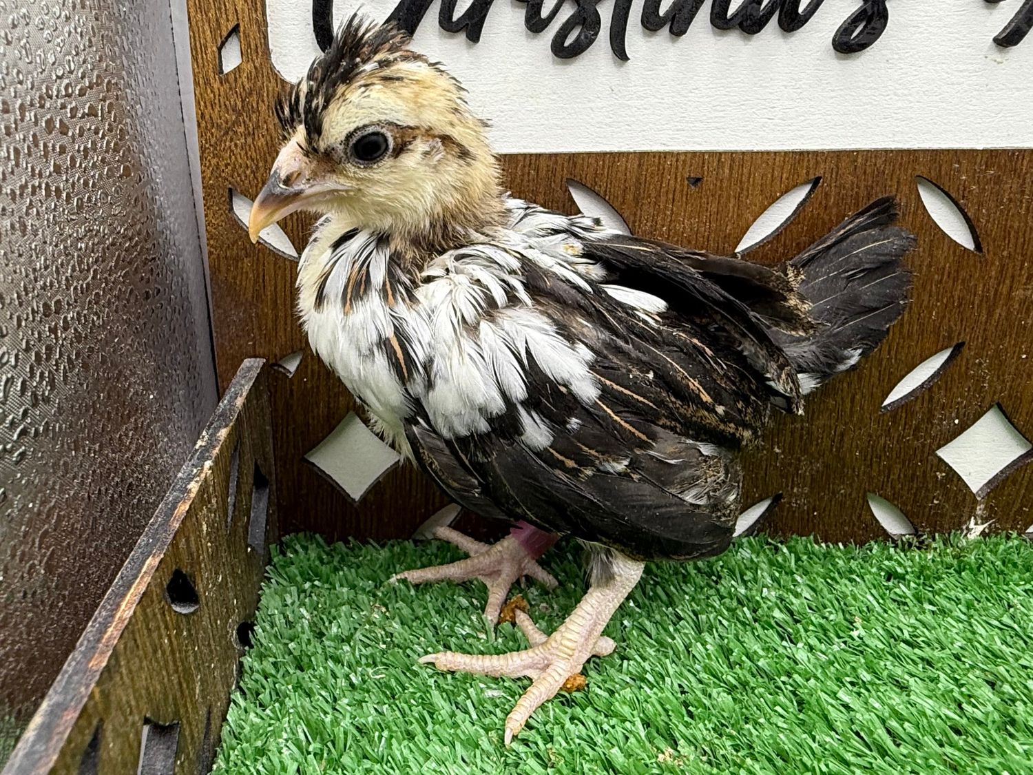 Possible Pullet