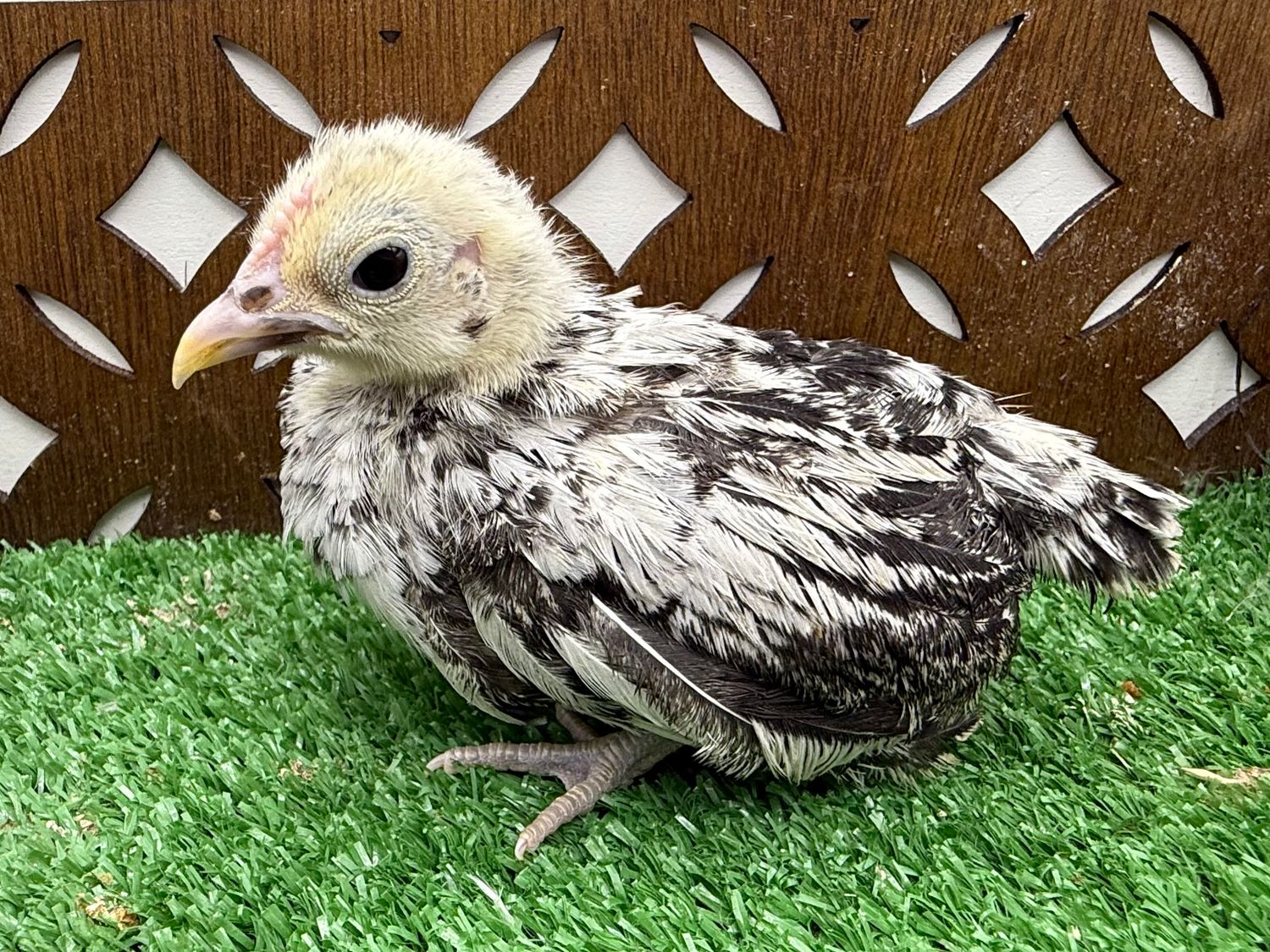 Possible Cockerel