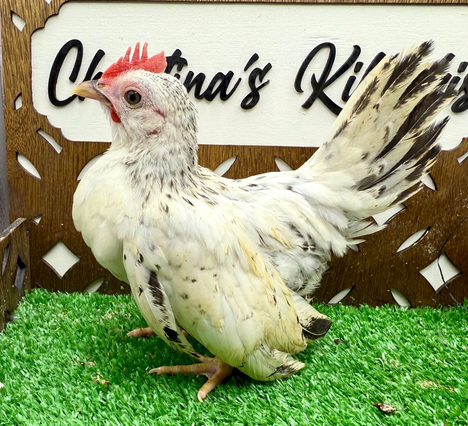 Cockerel