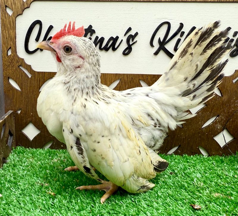 Cockerel
