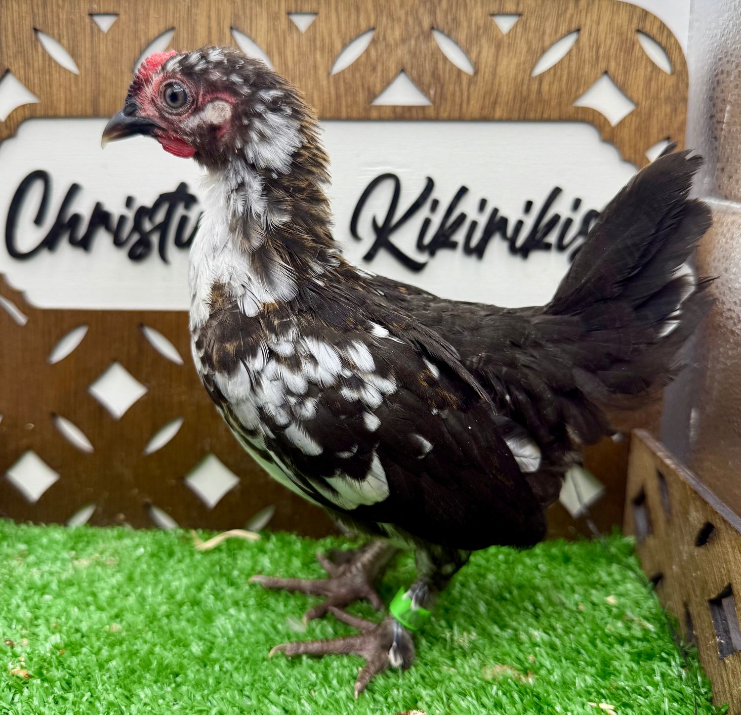 Cockerel