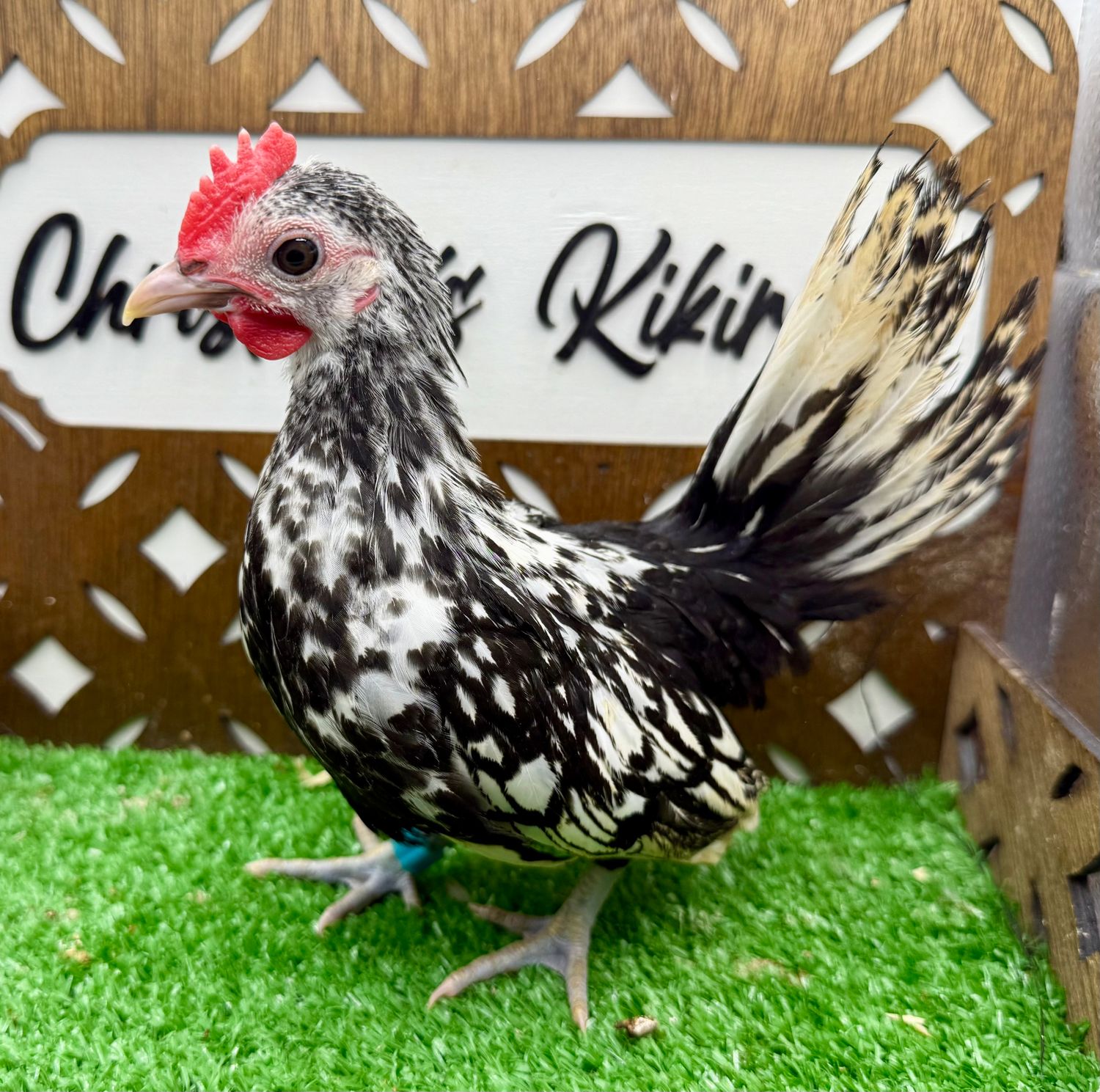 Cockerel