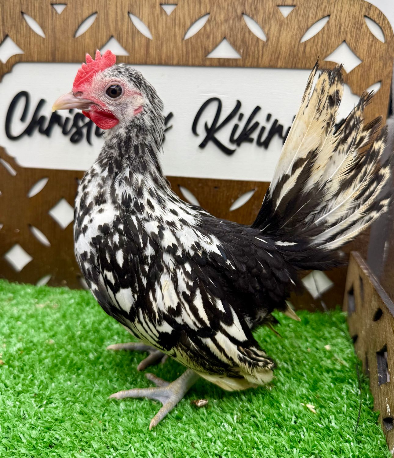 Cockerel