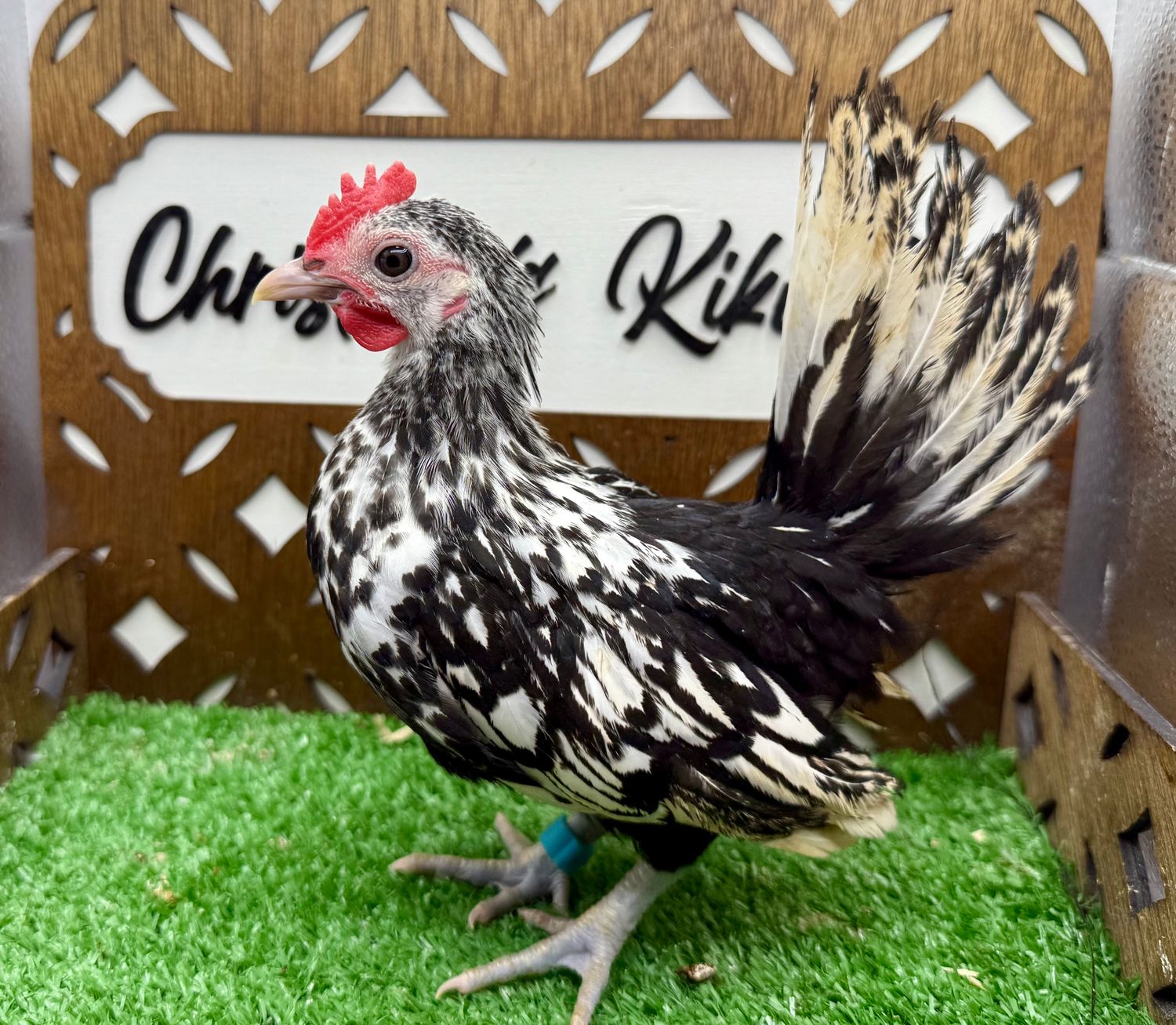 Cockerel