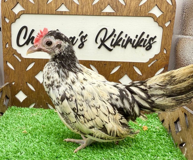 Cockerel