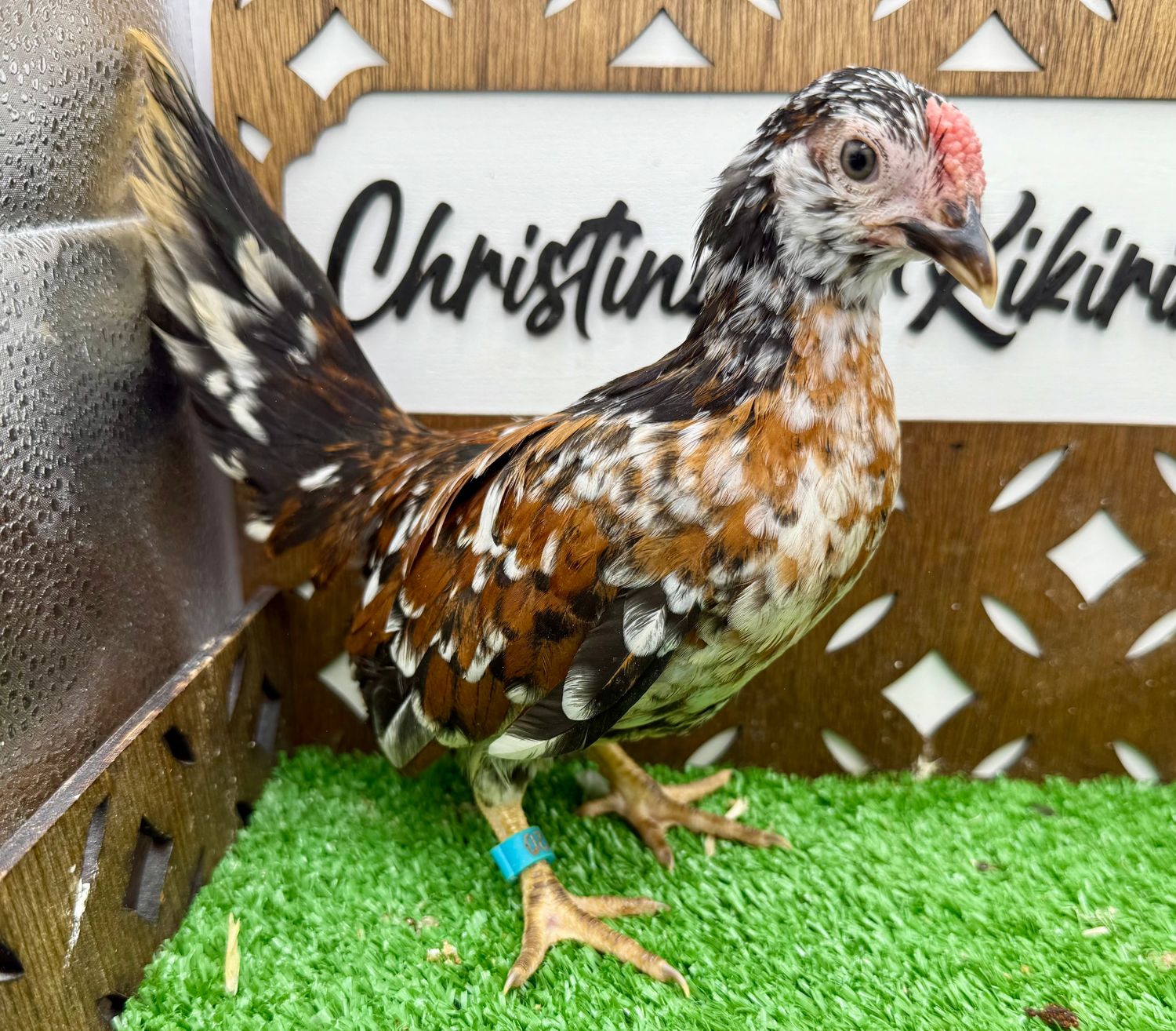 Cockerel