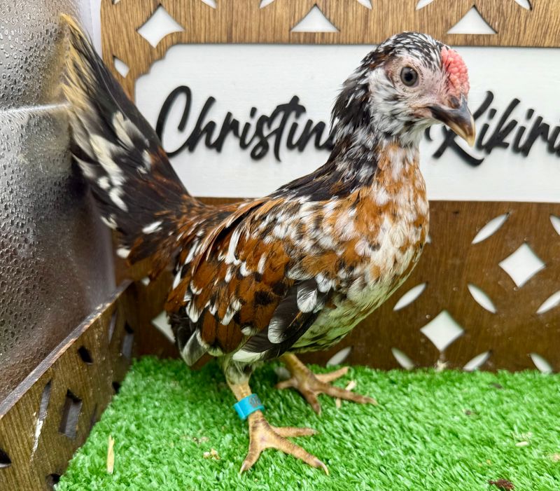 Cockerel