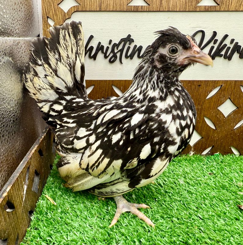 Possible Pullet