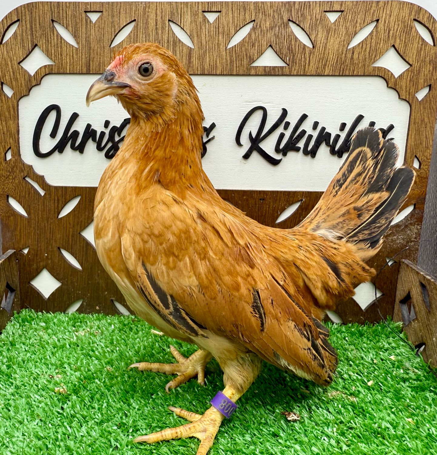 Pullet