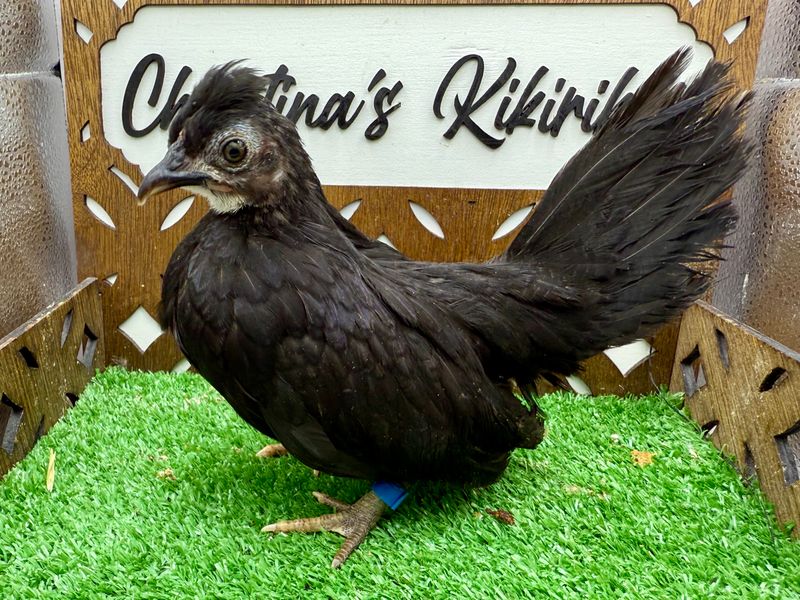 Possible Pullet