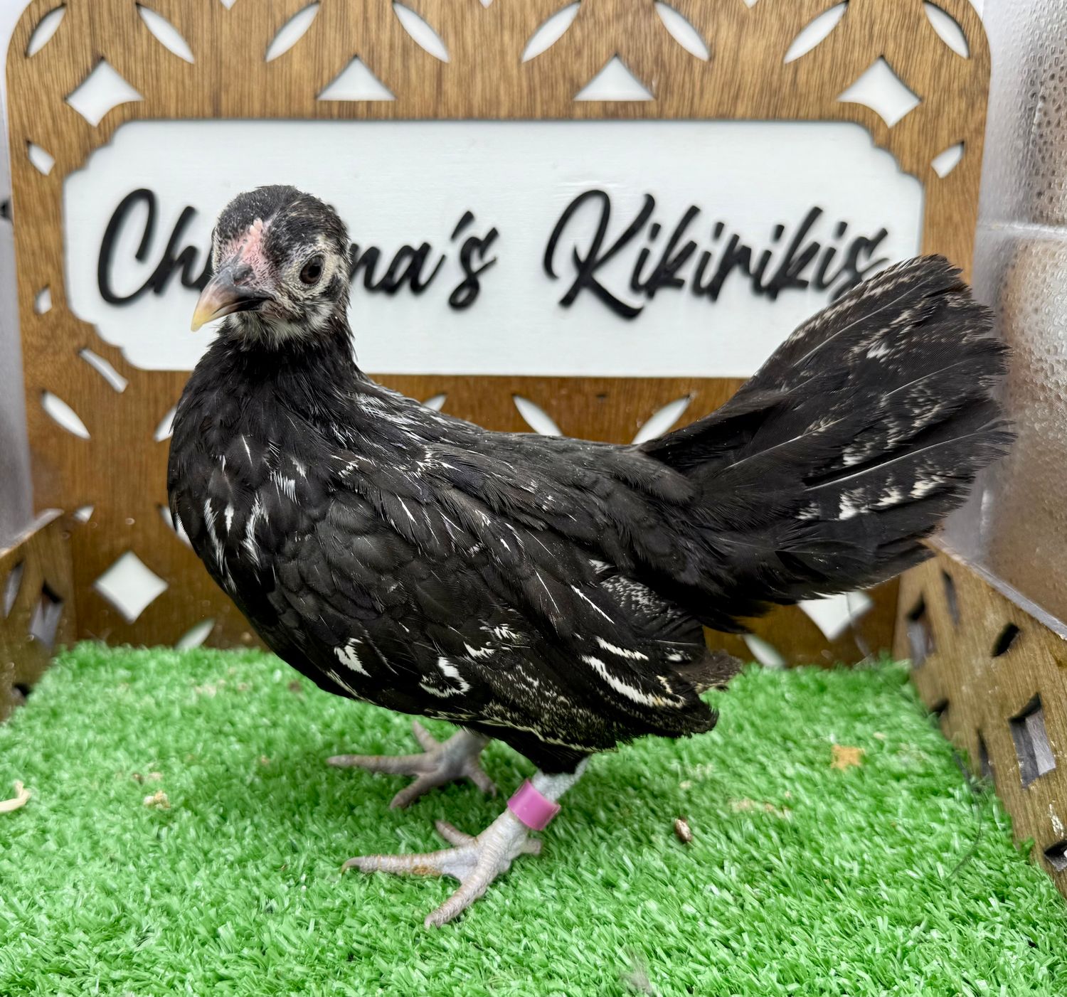 Possible Pullet