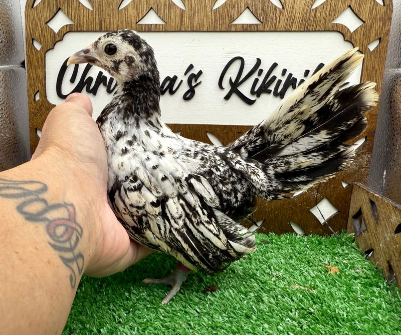 Possible Pullet