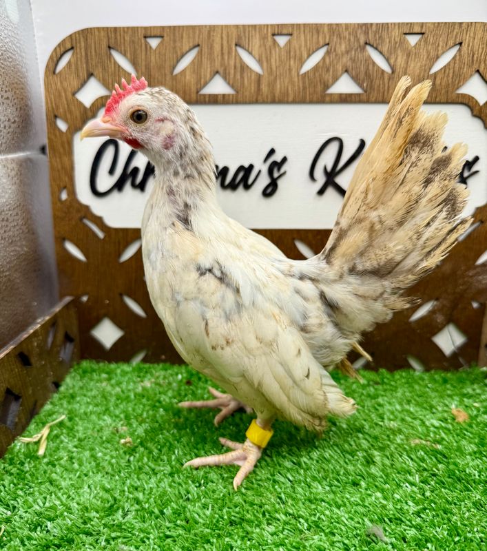 Cockerel