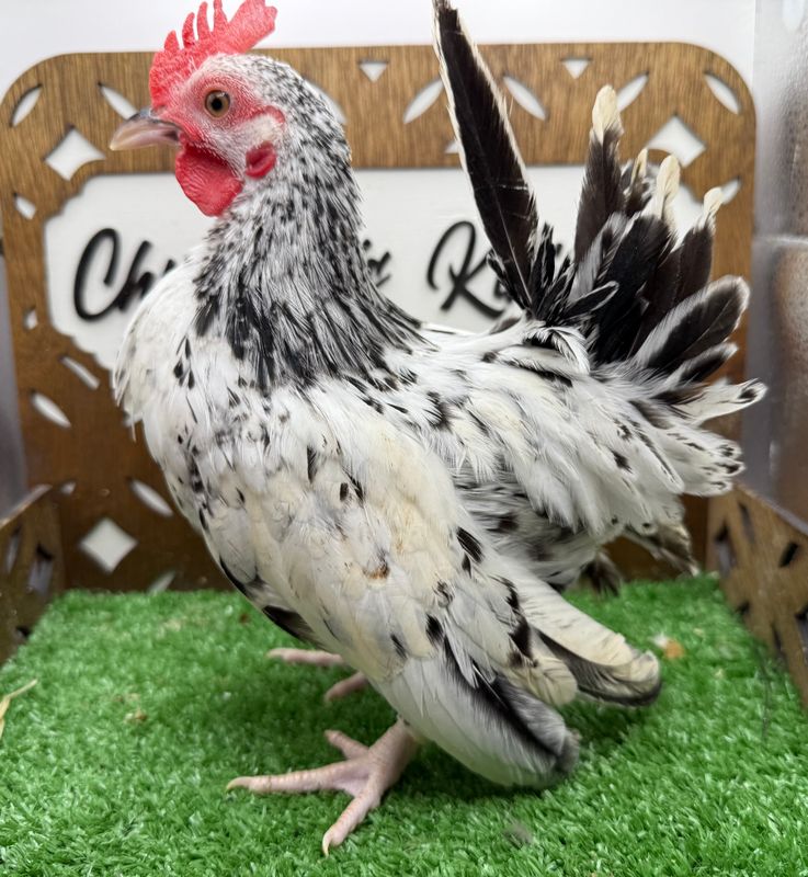Cockerel