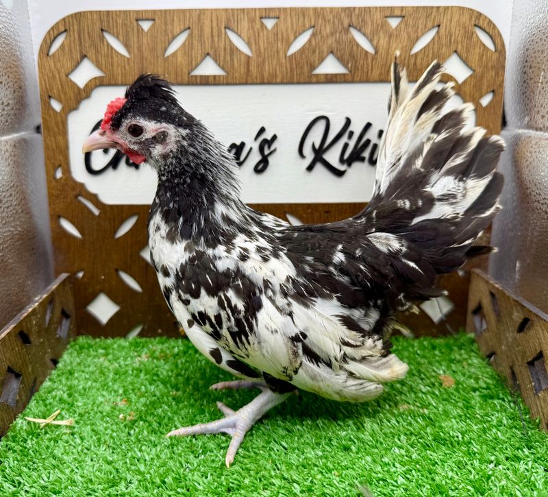 Cockerel