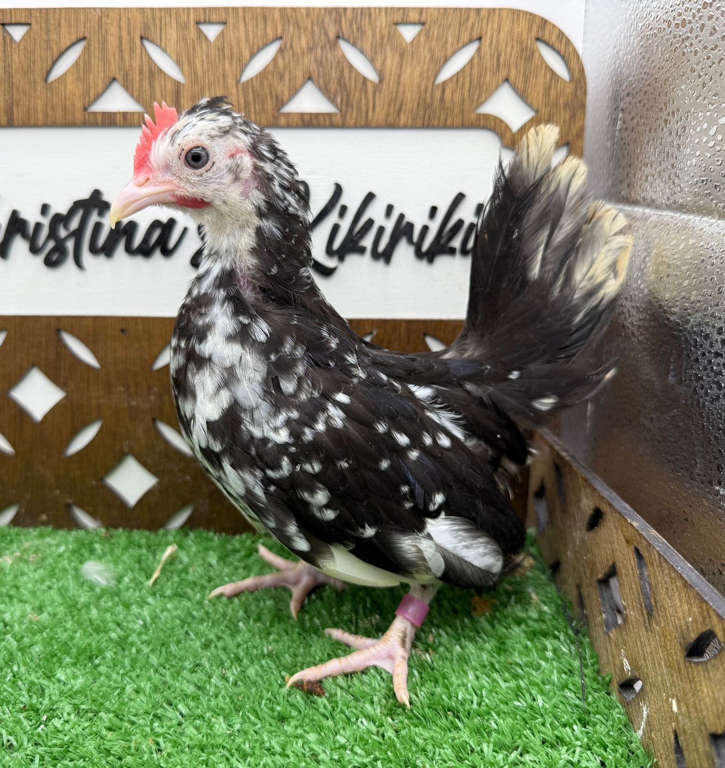Cockerel