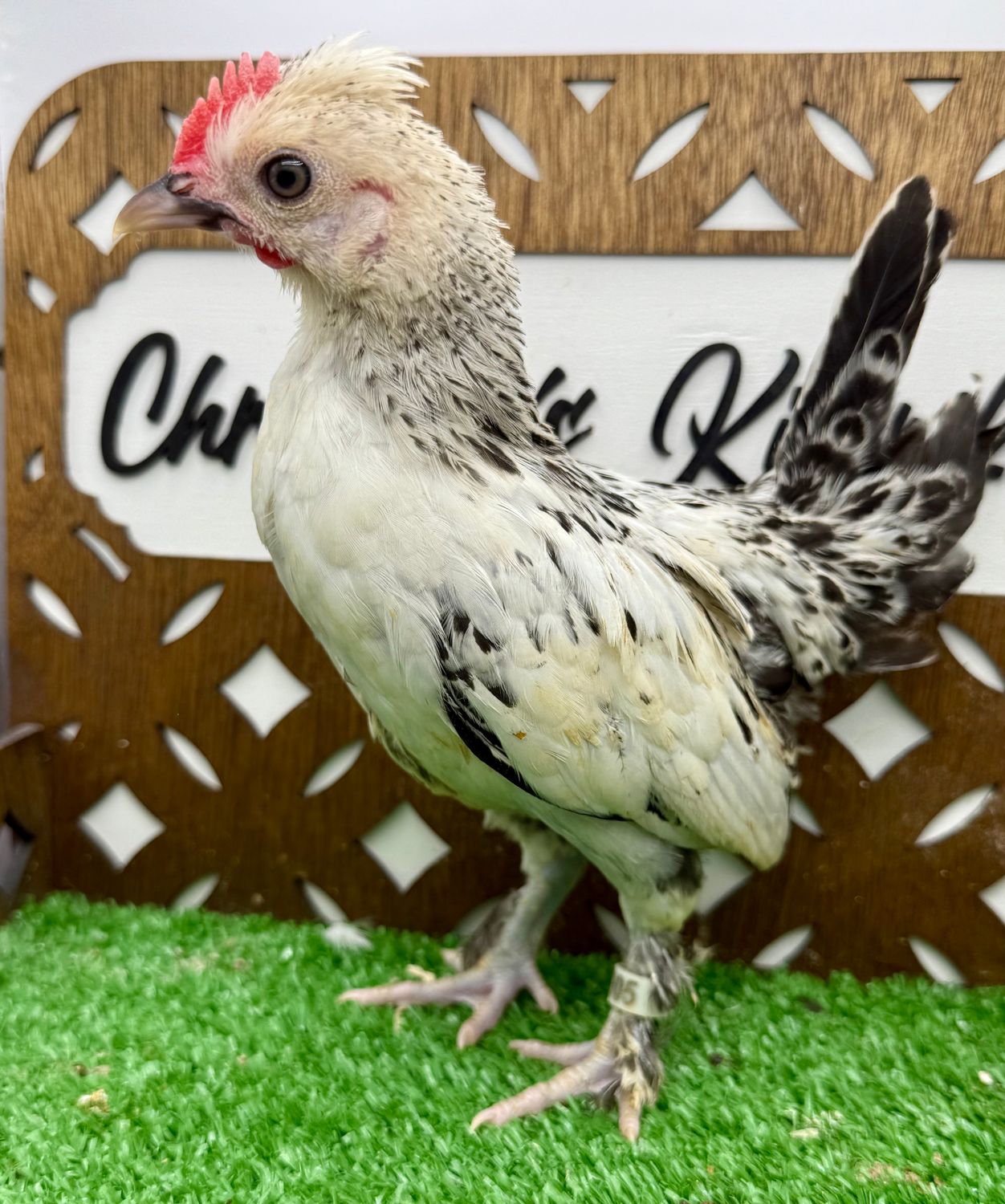 Cockerel