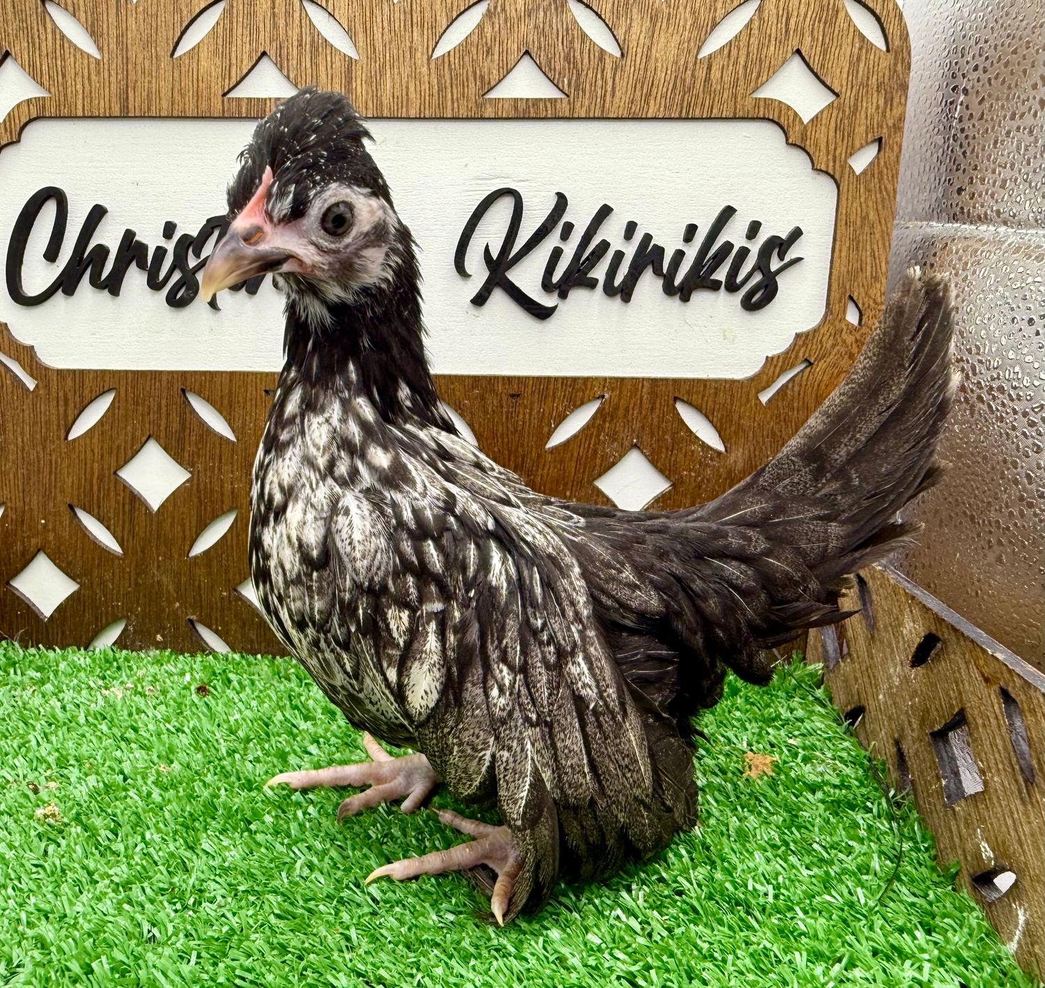 Possible Pullet