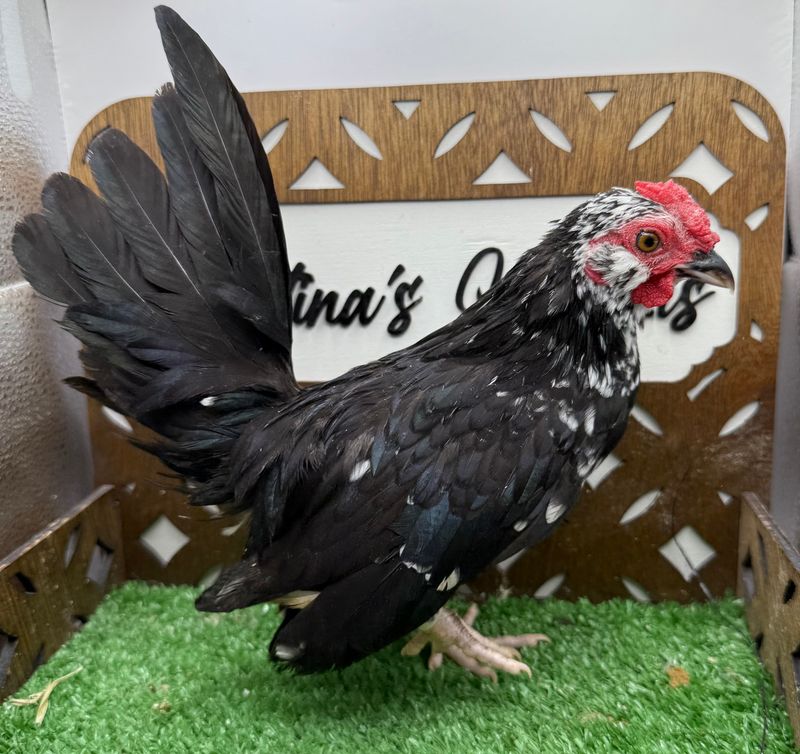 Cockerel