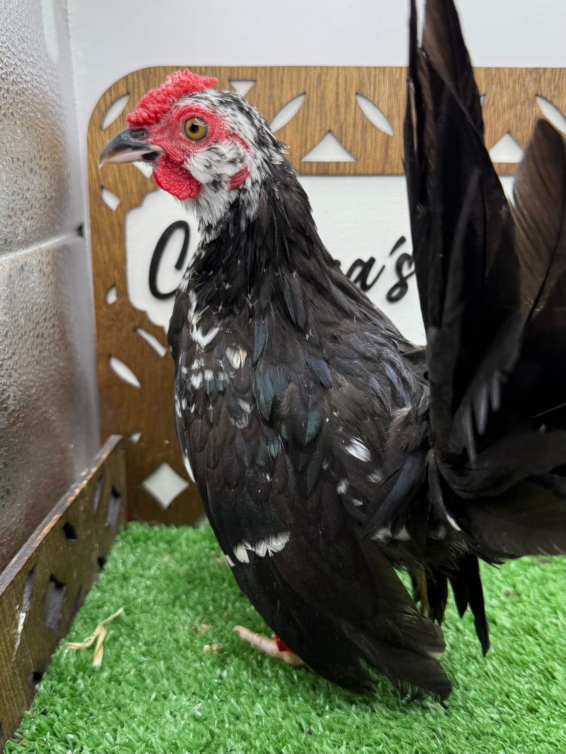 Cockerel