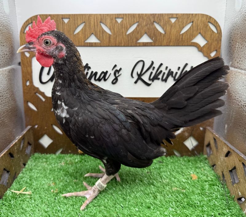 Cockerel