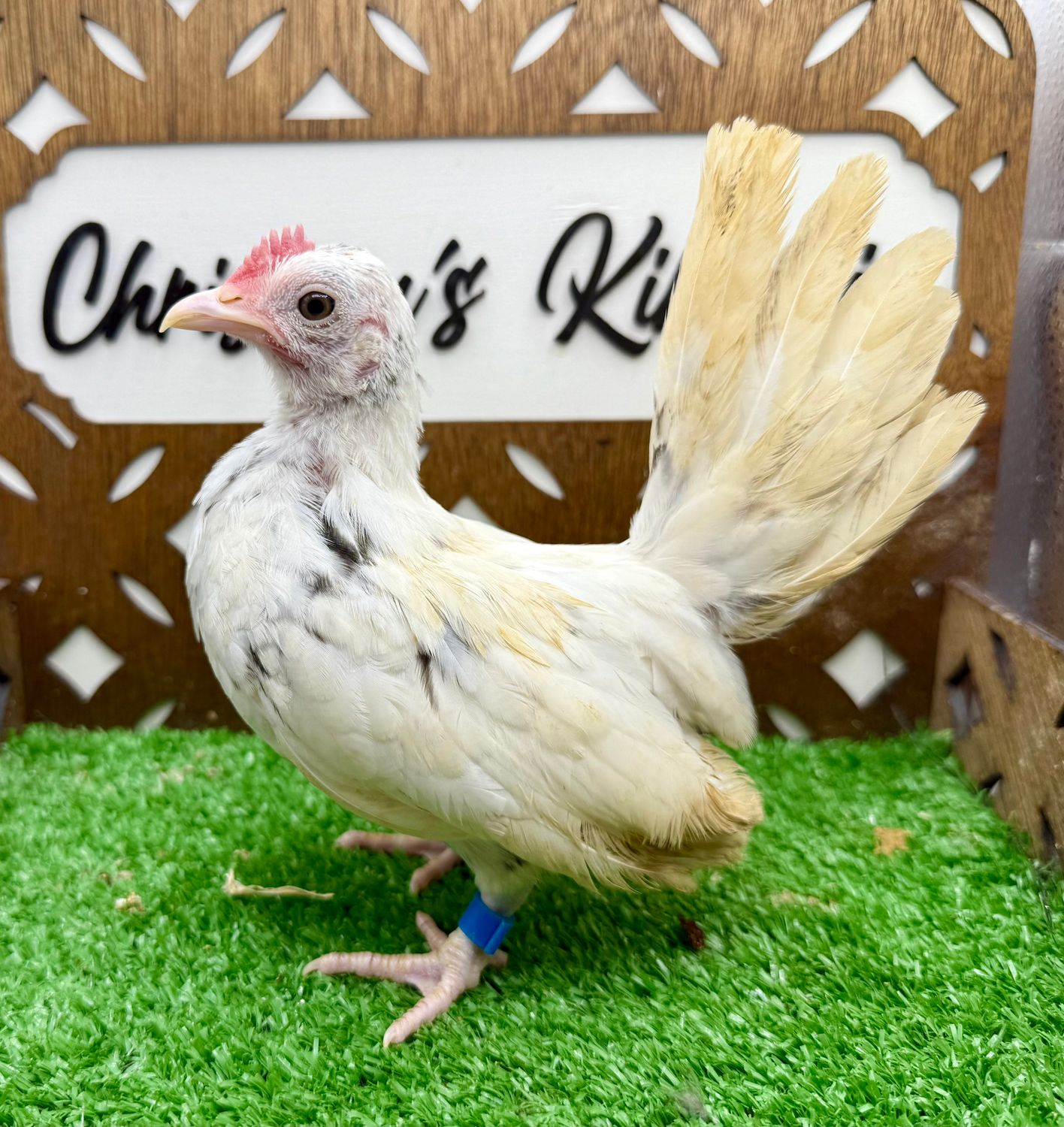 Cockerel