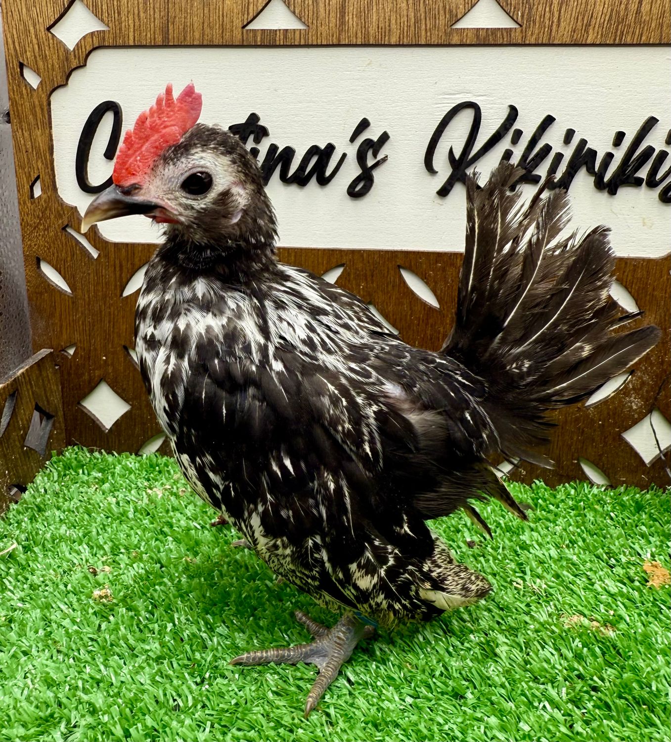 Cockerel