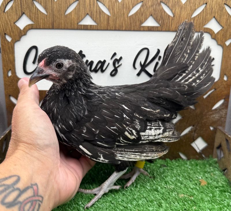 Possible Pullet