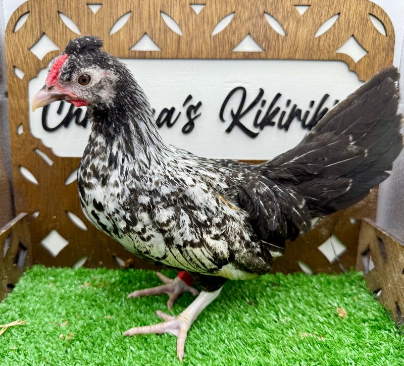 Cockerel