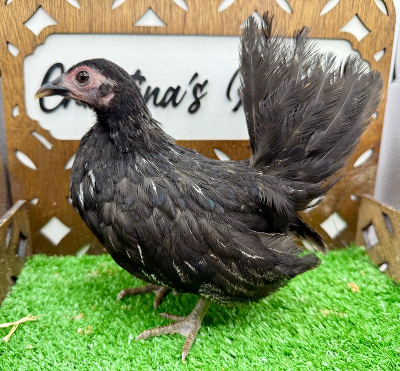 Possible Pullet